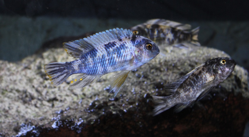 Labeotropheus fuelleborni 'Maleri Island'